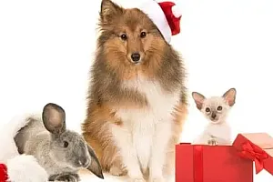 【Udemy中英字幕】Animal Psychology: Pets Behaviour – (FULLY ACCREDITED)